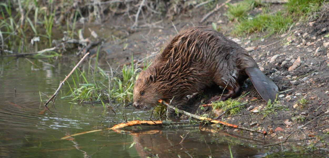 Fiche espèce emblématique le Castor d'Europe Portail de la